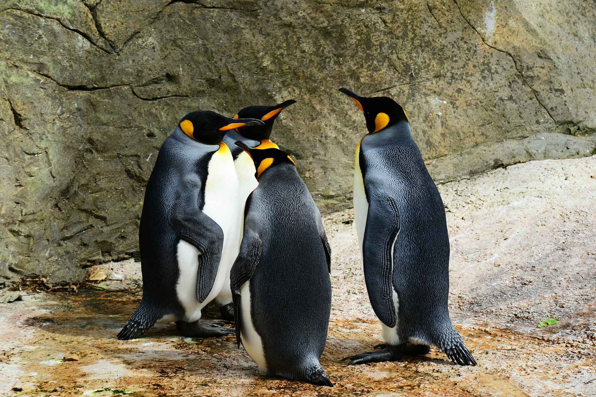 A group of penguins.