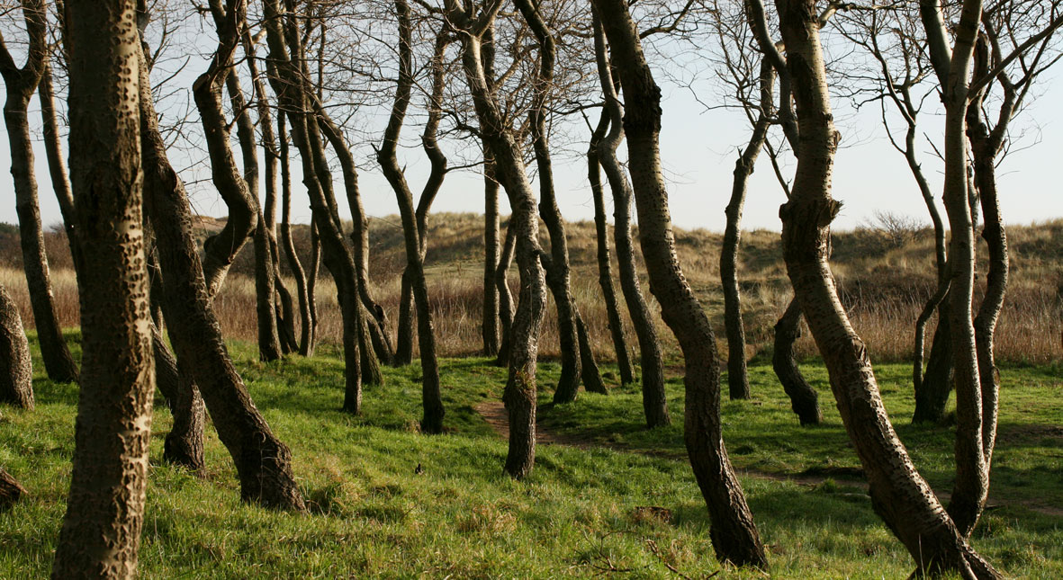 Group of trees
