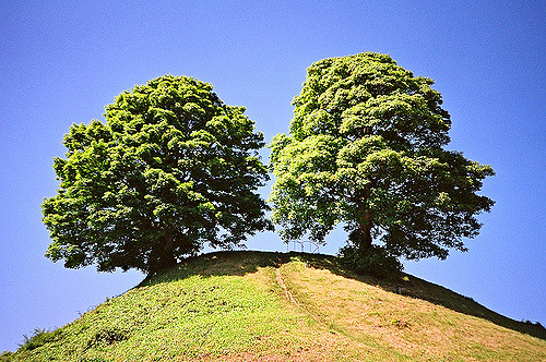 Two trees on a hill
