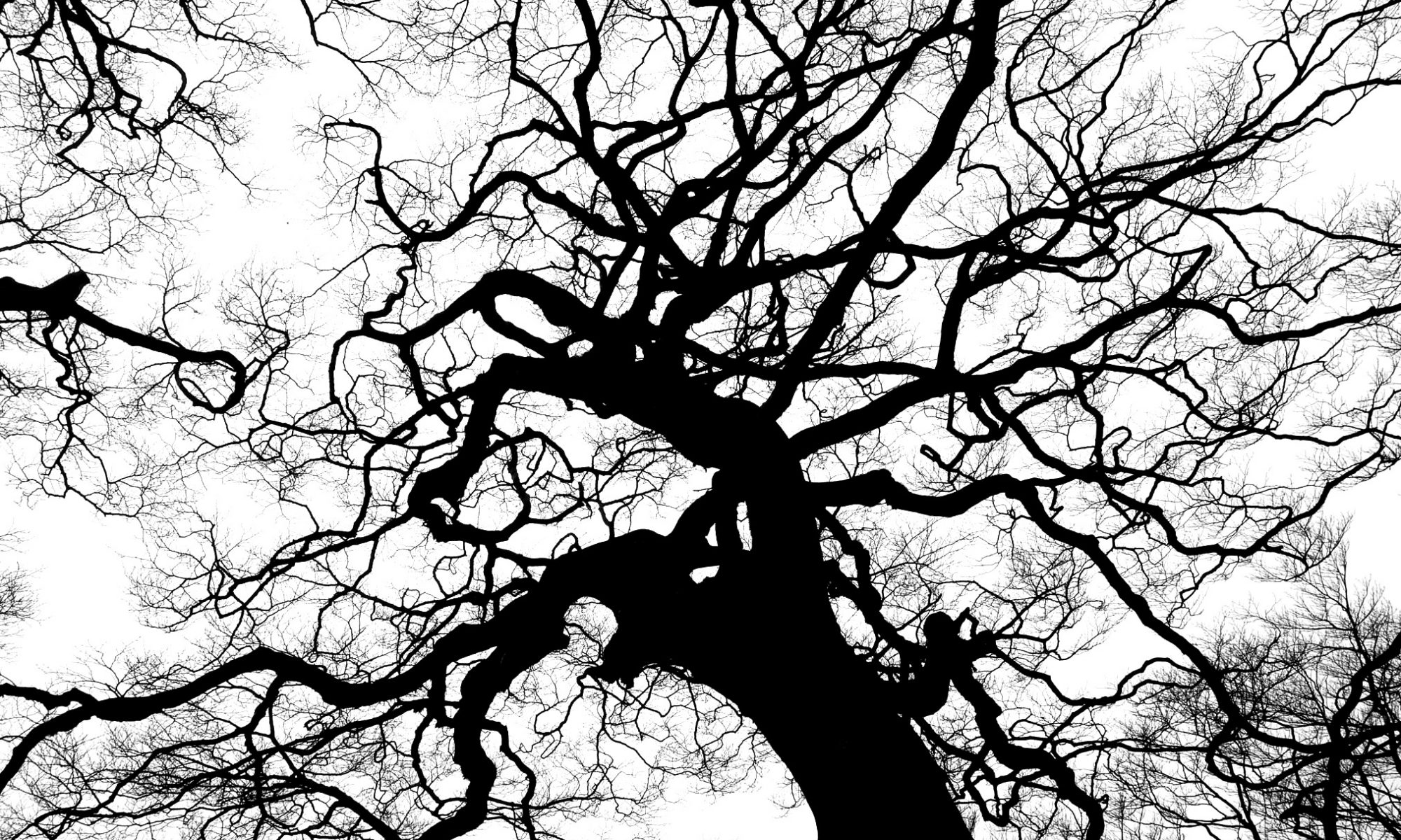 The branches of a tree against the sky.