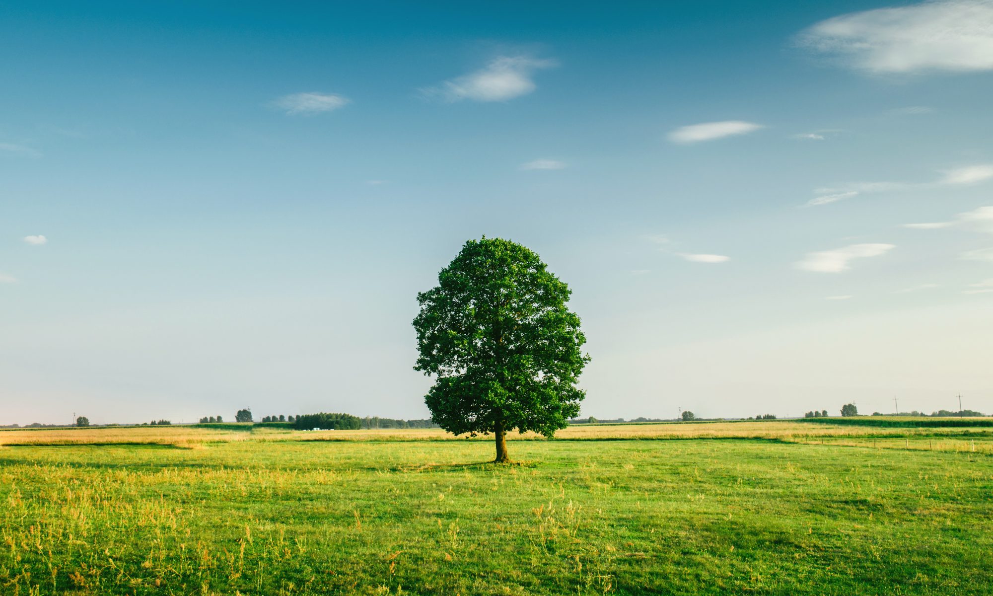 A tree in a field